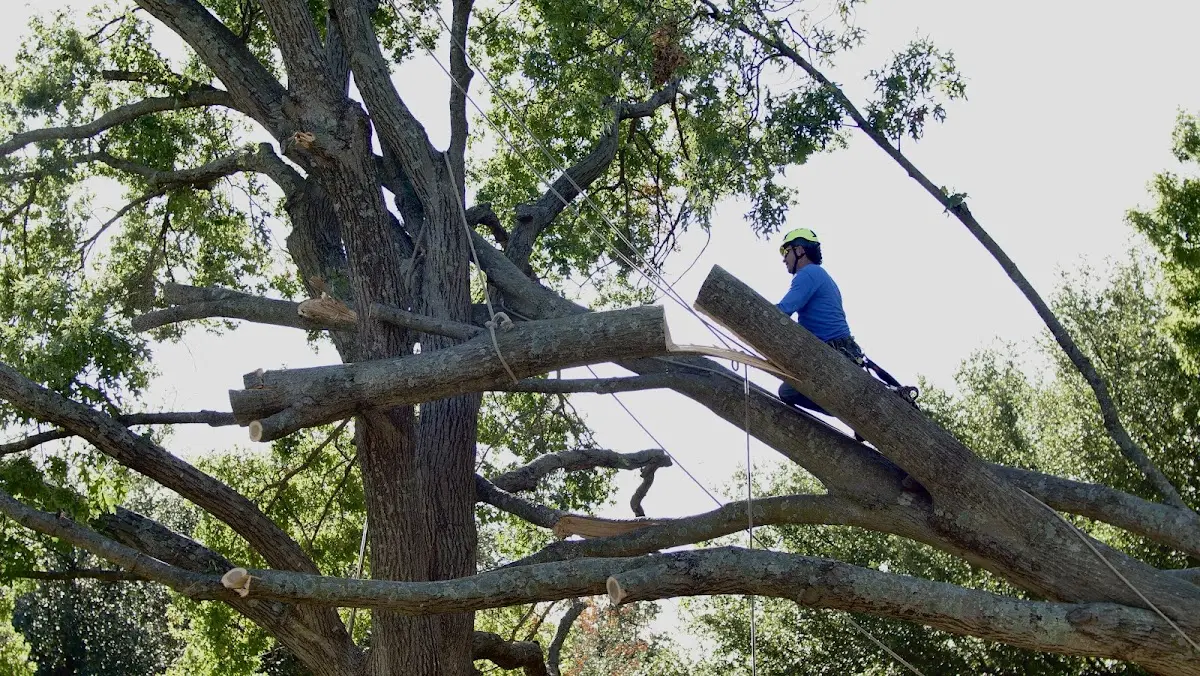 Professional Crown Thinning performed by certified arborists in Donaldson