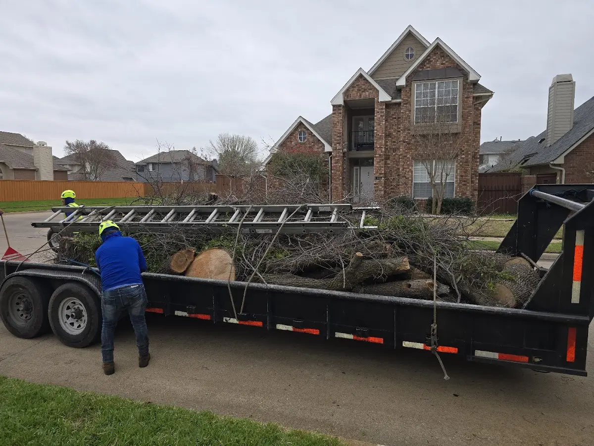 Expert Tree Removal with proper safety equipment in Donaldson